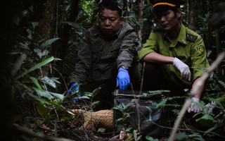 7 con tê tê Java được thả về tự nhiên