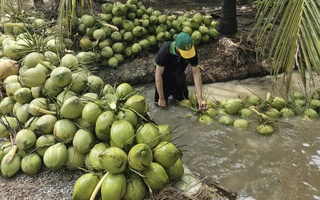 Dừa tươi rớt giá thê thảm