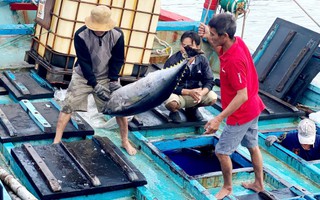 Tây Nguyên - Nam Trung Bộ: Cực tăng trưởng mới (*): Xây dựng chuỗi giá trị