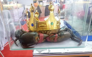 Người nuôi cua ở Cà Mau nói về việc săn lùng "vua cua" nặng trên 1,4 kg