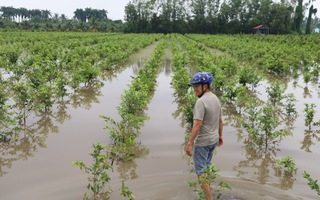 Vựa mai Bình Lợi thoát ngập sau nhiều ngày “giành lại sự sống”