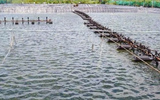 Điều tra vụ cha và con nuôi chết dưới ao tôm ở Cà Mau