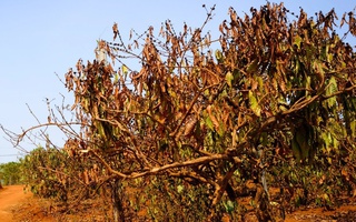 Cà phê Việt Nam trước biến đổi khí hậu: Thách thức và giải pháp thích ứng!