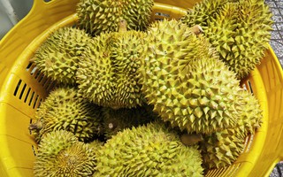 Lời cảnh tỉnh cho ngành sầu riêng