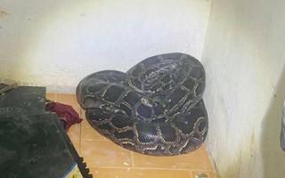 Con vật quý hiếm nặng 30kg bất ngờ viếng thăm vườn nhà dân