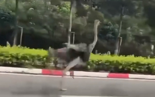 CLIP: Đà điểu xổng chuồng lao vun vút giữa đường phố TPHCM