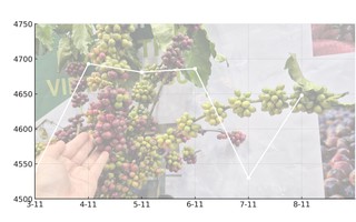 Giá cà phê hôm nay 8-11: Quay đầu tăng mạnh