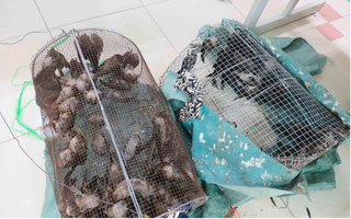 Cấp thiết bảo vệ đàn yến Việt Nam