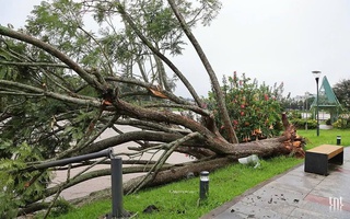 Ảnh hưởng bão số 13, cây phượng tím quý giá, đẹp nhất Đà Lạt bật gốc