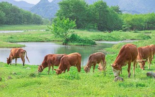 Người đàn ông mất tích bí ẩn khi đi chăn bò ở Quảng Trị