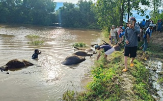 Bão số 13 Kalmaegi: 23 con trâu cột ngoài đồng chết do ngạt nước