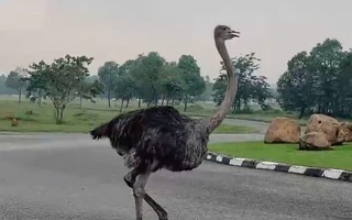 Số phận của con đà điểu xổng chuồng lao vun vút giữa đường phố TP HCM