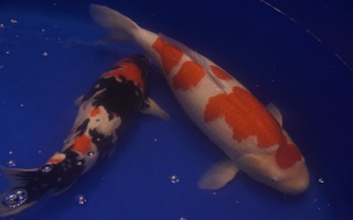 Chú cá Koi “bơi” từ Huế vào TP HCM giành ngôi vô địch