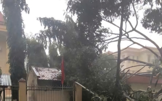 Khu vực Phú Giáo, TP HCM mưa to kèm gió giật mạnh, cây ngã đổ la liệt