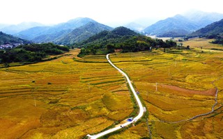 Loại cây đặc sản vào vụ, nhuộm vàng bản làng vùng cao xứ Thanh