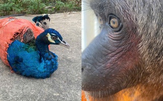 Động vật quý hiếm bất ngờ xuất hiện ở điểm du lịch, người dân vội báo công an