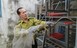 VIDEO: Đột kích căn nhà ở Bình Thạnh, phát hiện 202 con kỳ nhông nuôi nhốt trái phép