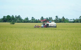 Làm giàu từ canh tác lúa chất lượng cao ở ĐBSCL