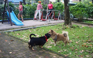 "Né phân chó như né ổ gà!"