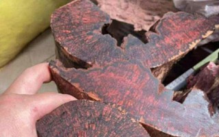 Ai đang đứng sau cuộc săn lùng loài gỗ "vô danh" có giá đến 3 triệu đồng/kg ở Quảng Trị?