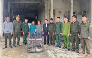 Liên tiếp phát hiện con vật quí, “khủng” bò lạc vào nhà dân