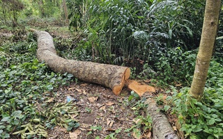 Cần Thơ: Bất thường vụ che phủ gốc cây xanh sau khi đốn hạ