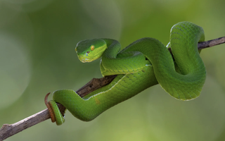 Một bệnh viện tại TPHCM liên tiếp cấp cứu người bị rắn cắn