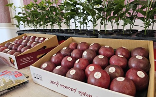 Chanh leo Việt Nam trước cơ hội vào thị trường 4,8 tỉ USD