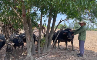 Nghề nuôi trâu sinh sản ở Tây Ninh