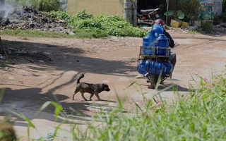 Chó không rọ mõm, thả rông trên đường phố TPHCM trước thời điểm siết chặt quản lý