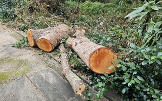 Cần Thơ xác minh vụ hàng loạt cây xanh ở Hồ Nước ngọt bị "triệt hạ"