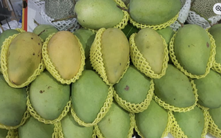 Giá nông thủy sản miền Tây: Nhà vườn không còn xoài cát Hòa Lộc để bán