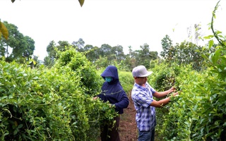 Trồng dược liệu thoát nghèo ở Quảng Trị