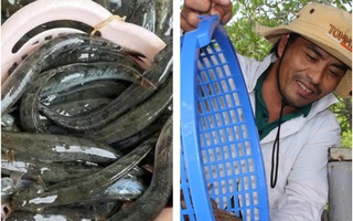 Giá nông thủy sản miền Tây: Thương lái tranh nhau mua cá kèo, tôm đất Cà Mau