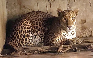 Bắt quả tang một cơ sở đang nuôi nhốt nhiều hổ, gấu, báo tại TPHCM