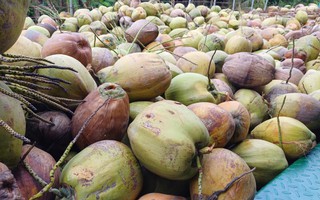 Giá dừa khô rớt thảm