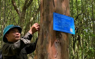 Gắn mã QR cho cây trội trong rừng đặc dụng