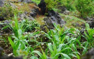 Người Mông đổi thay kỹ thuật trồng ngô: Từ “gieo hạt vào đá” đến sinh kế ổn định