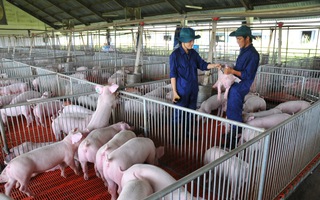 Giá heo hơi hôm nay, 16-12: Bật tăng dữ dội