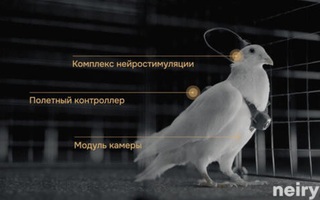 Nga biến chim bồ câu thành bio-drone, bay xa hàng trăm km