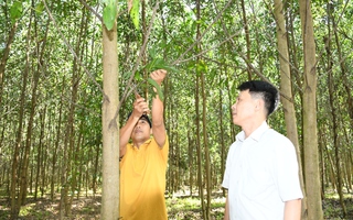 Điểm sáng mô hình trồng rừng chứng chỉ FSC ở Đồng Nai