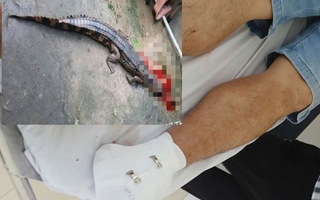 Vụ cá sấu cắn thầy giáo ở Tây Ninh: Phạt người nuôi 315 triệu đồng