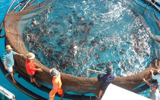 Sinh kế bền vững từ nghề nuôi biển