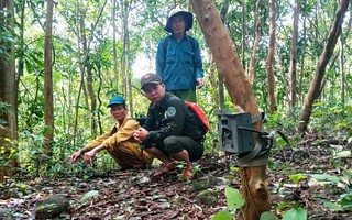 Bẫy ảnh giám sát đa dạng sinh học tại Mỹ Sơn