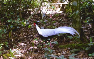 Bắt được con vật quý hiếm khi đi rừng, người dân giao nộp kiểm lâm