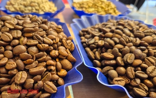 Giá cà phê hôm nay 20-12: Giảm phiên thứ 7, tiêu thụ cà phê tăng kỷ lục