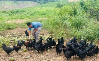 Thoát nghèo từ mô hình nuôi gà an toàn sinh học