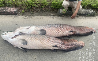 Phát hiện xác cá nghi là hải tượng long nổi trên hồ nước tự nhiên ở Đà Nẵng