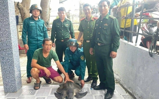 Đồi mồi dứa quý hiếm 17kg mắc lưới trên vùng biển Đà Nẵng