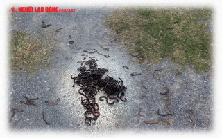 Vì sao giun đất trồi lên la liệt ở Quảng Trị?